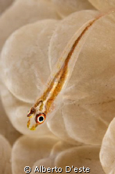 Goby, D70S, 105MM, DS160 by Alberto D'este 